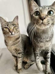 Gemma &amp; Mauna Loa - Domestic Short Hair Cat