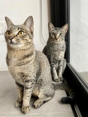 Gemma &amp; Mauna Loa - Domestic Short Hair Cat