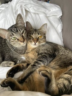 Gemma &amp; Mauna Loa - Domestic Short Hair Cat