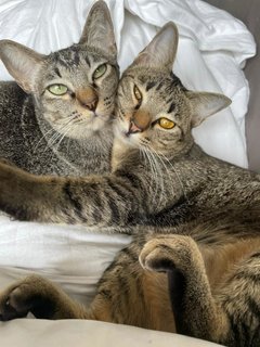 Gemma &amp; Mauna Loa - Domestic Short Hair Cat