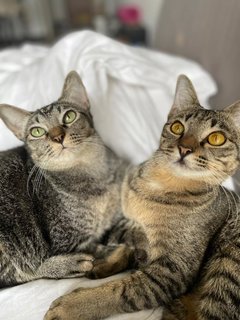 Gemma &amp; Mauna Loa - Domestic Short Hair Cat