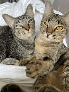 Gemma &amp; Mauna Loa - Domestic Short Hair Cat