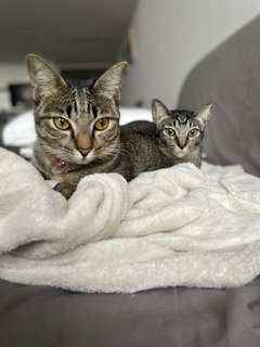 Gemma &amp; Mauna Loa - Domestic Short Hair Cat