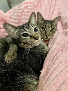 Gemma &amp; Mauna Loa - Domestic Short Hair Cat