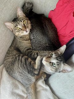 Gemma &amp; Mauna Loa - Domestic Short Hair Cat