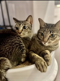 Gemma &amp; Mauna Loa - Domestic Short Hair Cat