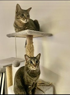 Gemma &amp; Mauna Loa - Domestic Short Hair Cat