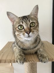 Jazzy (Now Moxie) - Domestic Short Hair Cat