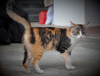 Ippuni (Korean For Pretty Girl) - Domestic Medium Hair Cat