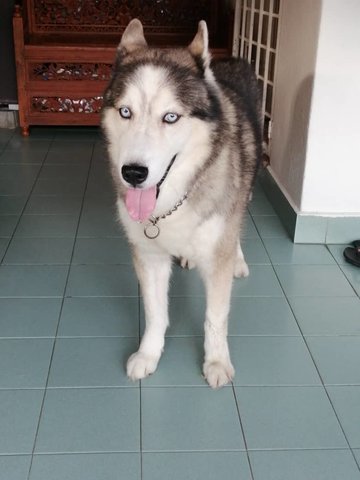 Pedro - Siberian Husky Dog