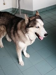 Pedro - Siberian Husky Dog