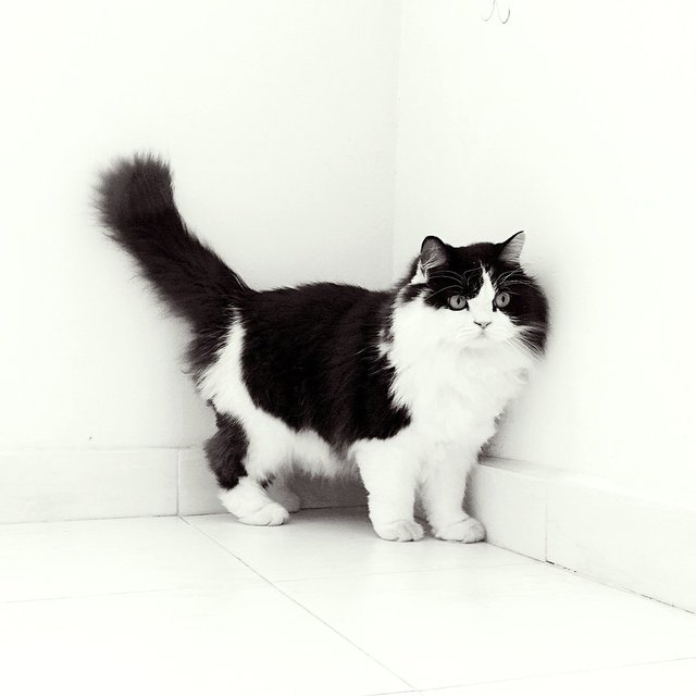 Oreo - Persian Cat