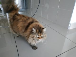 Mia - Persian Cat