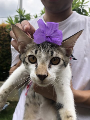 Dusty - Domestic Short Hair Cat