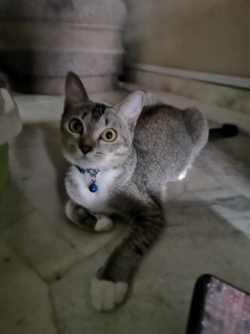 Mongkey - Domestic Short Hair Cat