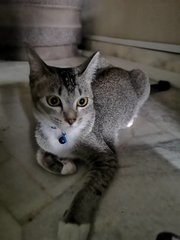 Mongkey - Domestic Short Hair Cat