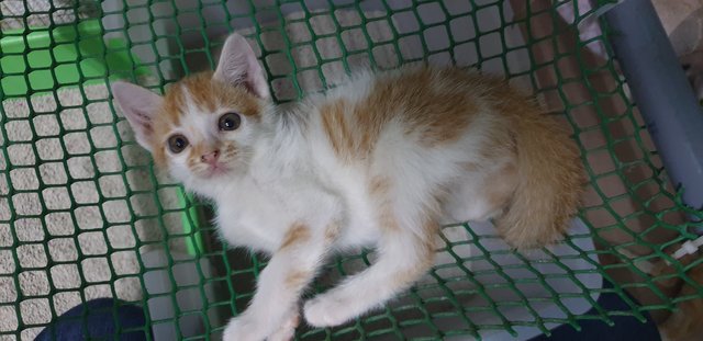 Cloud - Domestic Short Hair Cat