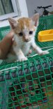 Cloud - Domestic Short Hair Cat