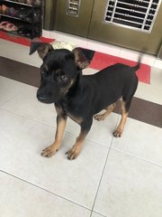 Wisee - Chihuahua Mix Dog