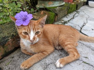 Hiro &amp; Mochi - Domestic Short Hair Cat