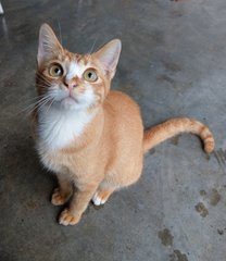 Hiro &amp; Mochi - Domestic Short Hair Cat