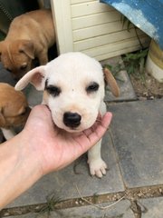 Puppy 1  - Mixed Breed Dog