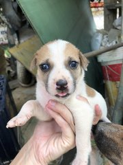 Puppy 1  - Mixed Breed Dog