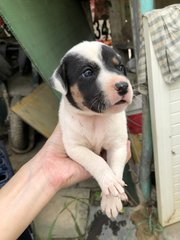 Puppy 1  - Mixed Breed Dog