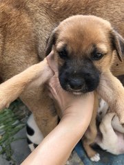 Puppy 1  - Mixed Breed Dog