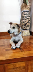 Milky - Mixed Breed Dog