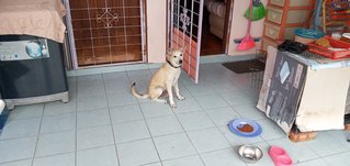 Milky - Mixed Breed Dog