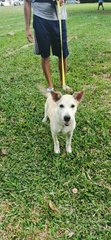 Milky - Mixed Breed Dog