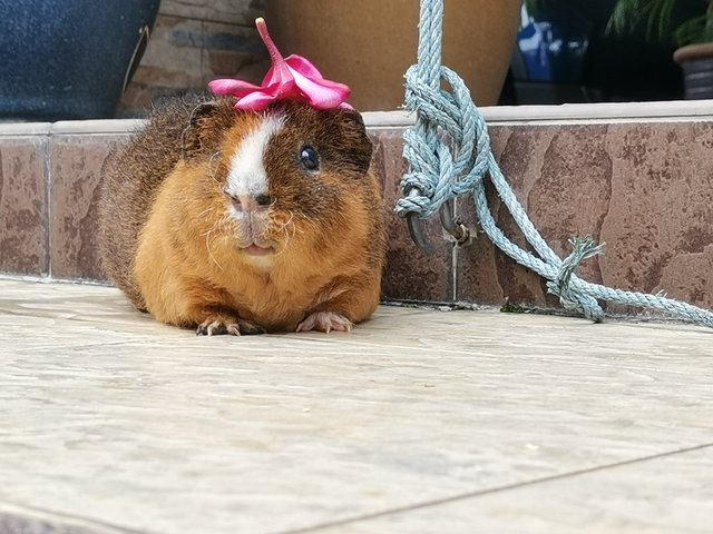 Dumbledore  - Guinea Pig Small & Furry