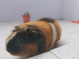 Dumbledore  - Guinea Pig Small & Furry