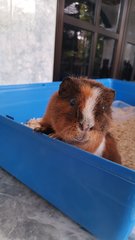 Dumbledore  - Guinea Pig Small & Furry