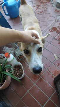 Funny Fellow - Mixed Breed Dog