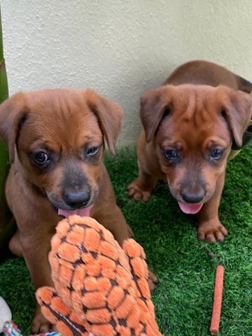 Billie And Willie - Mixed Breed Dog