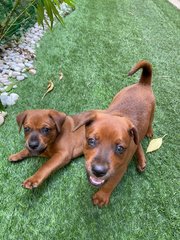 Billie And Willie - Mixed Breed Dog