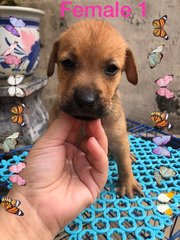 Puppiesss - Mixed Breed Dog