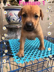 Puppiesss - Mixed Breed Dog