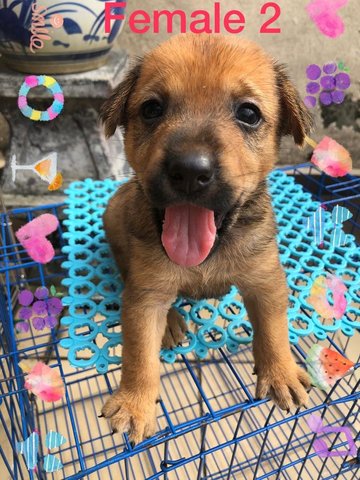 Puppiesss - Mixed Breed Dog