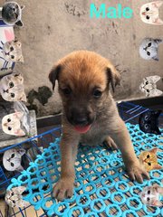 Puppiesss - Mixed Breed Dog