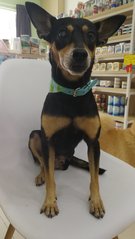 Kaka - Miniature Pinscher Mix Dog