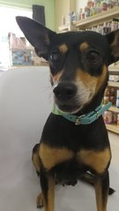 Kaka - Miniature Pinscher Mix Dog