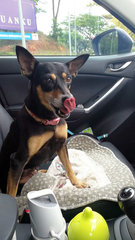 Kaka - Miniature Pinscher Mix Dog