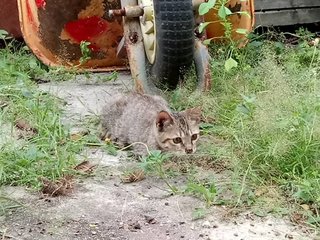 Cats - Domestic Medium Hair Cat