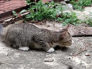 Cats - Domestic Medium Hair Cat