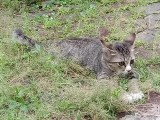 Cats - Domestic Medium Hair Cat