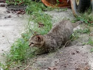 Cats - Domestic Medium Hair Cat