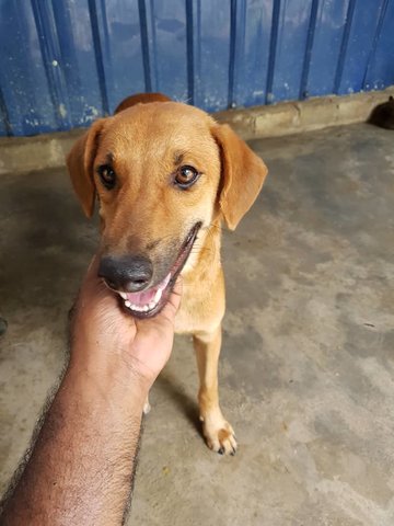 Chintu, Bright Like Sunshine - Mixed Breed Dog